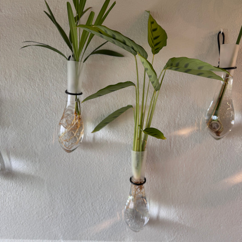 Trinity, Single, Color